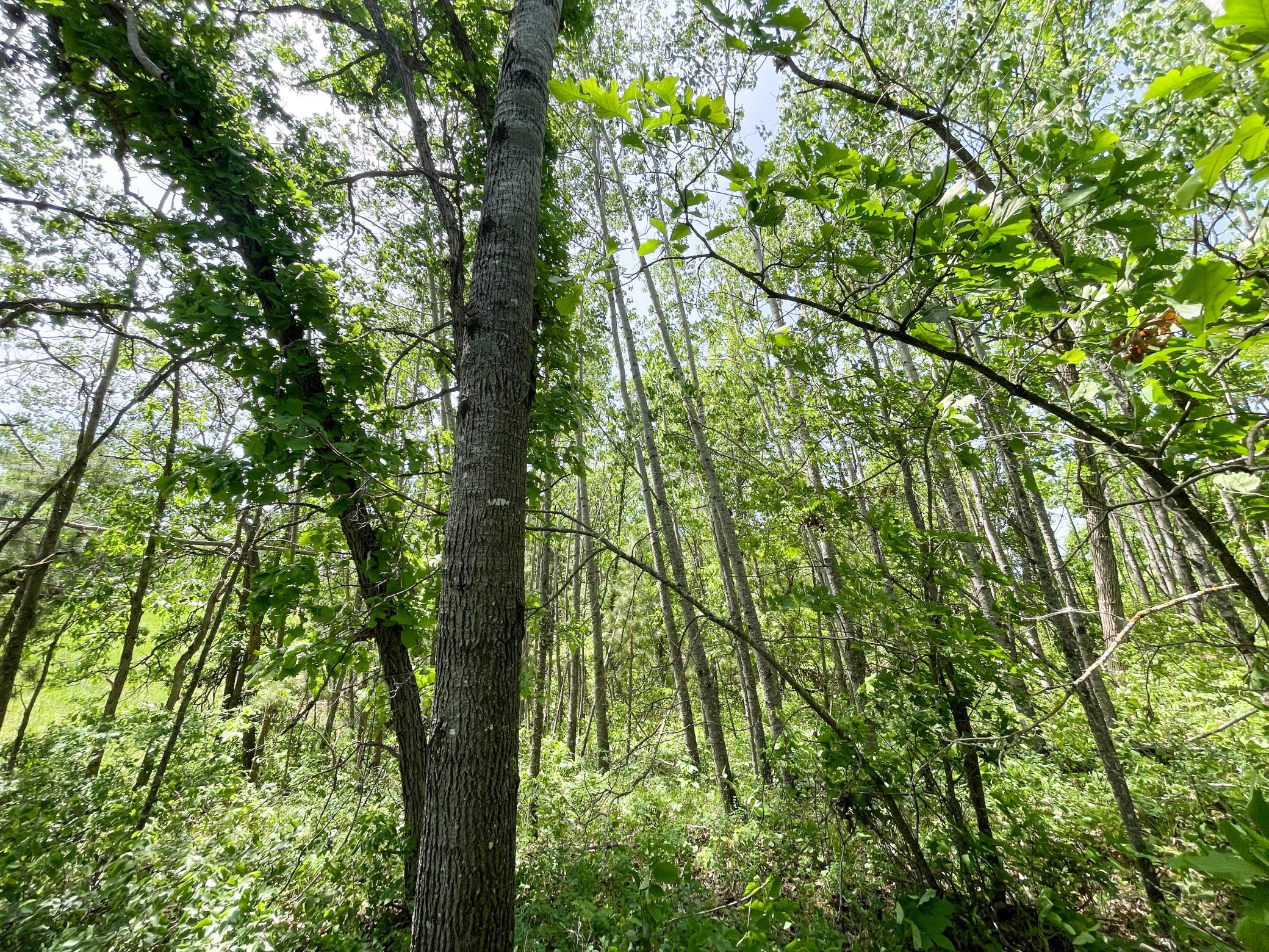 Tbd Stone Lake Road Southwest Bemidji, MN 56601 - Photo 20 of 29