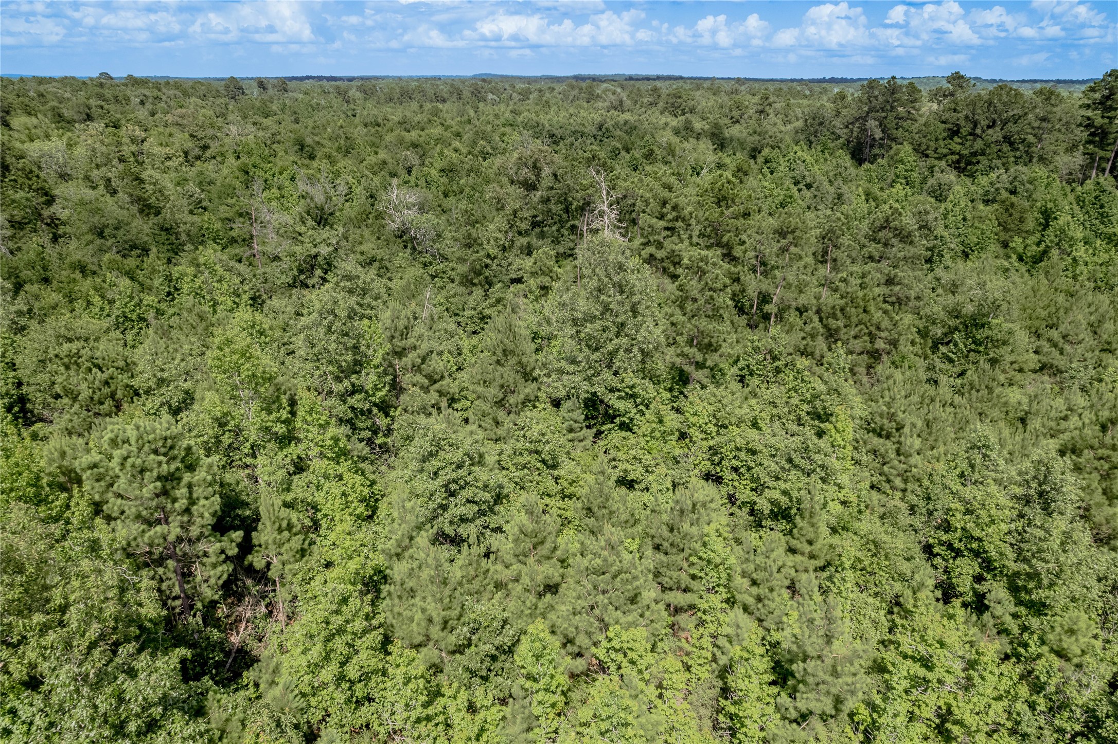 Na Gaston Road Apple Springs, TX 75926 - Photo 10 of 12