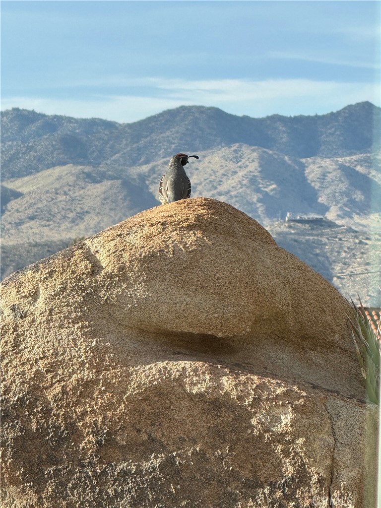 57710 Bandera Road Yucca Valley, CA 92284 - Photo 36 of 37