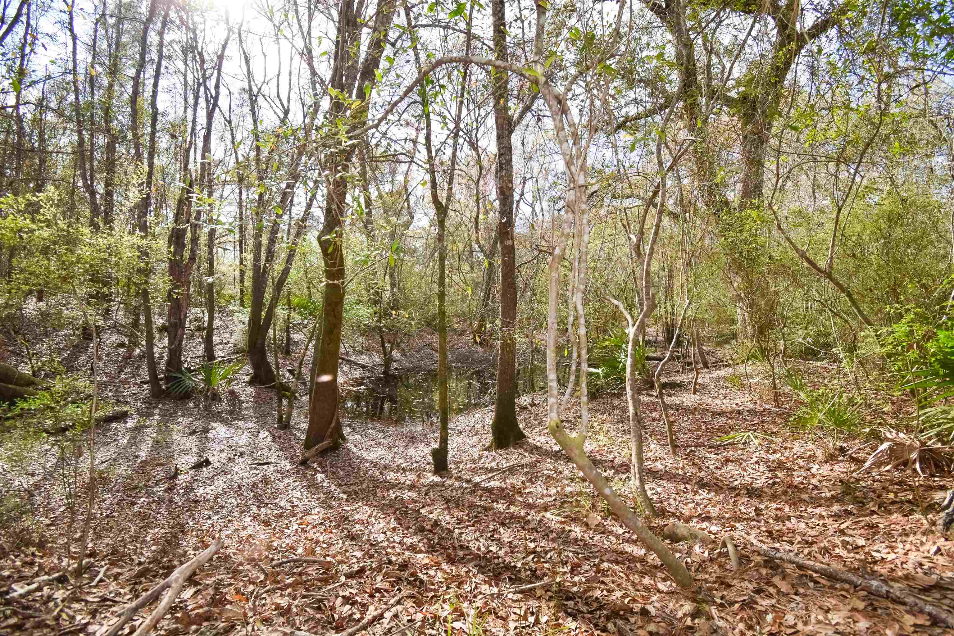 4833 Crooked Road Tallahassee, FL 32310 - Photo 14 of 42 Gallery Image 14
