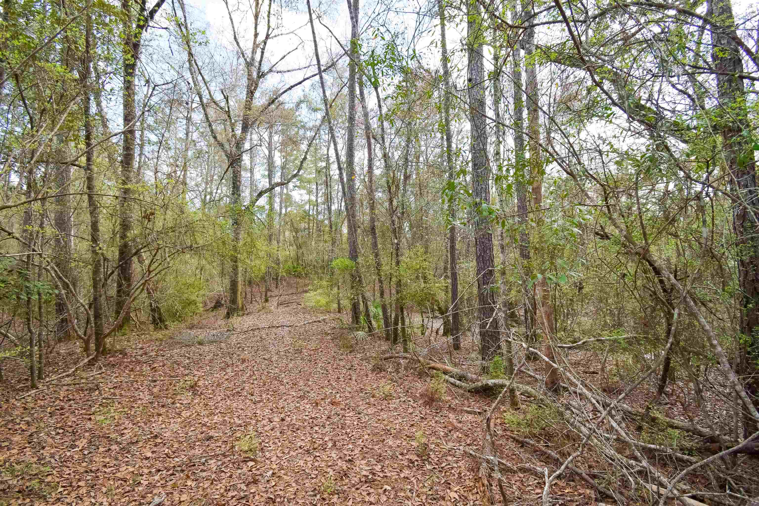 4833 Crooked Road Tallahassee, FL 32310 - Photo 7 of 42 Gallery Image 7
