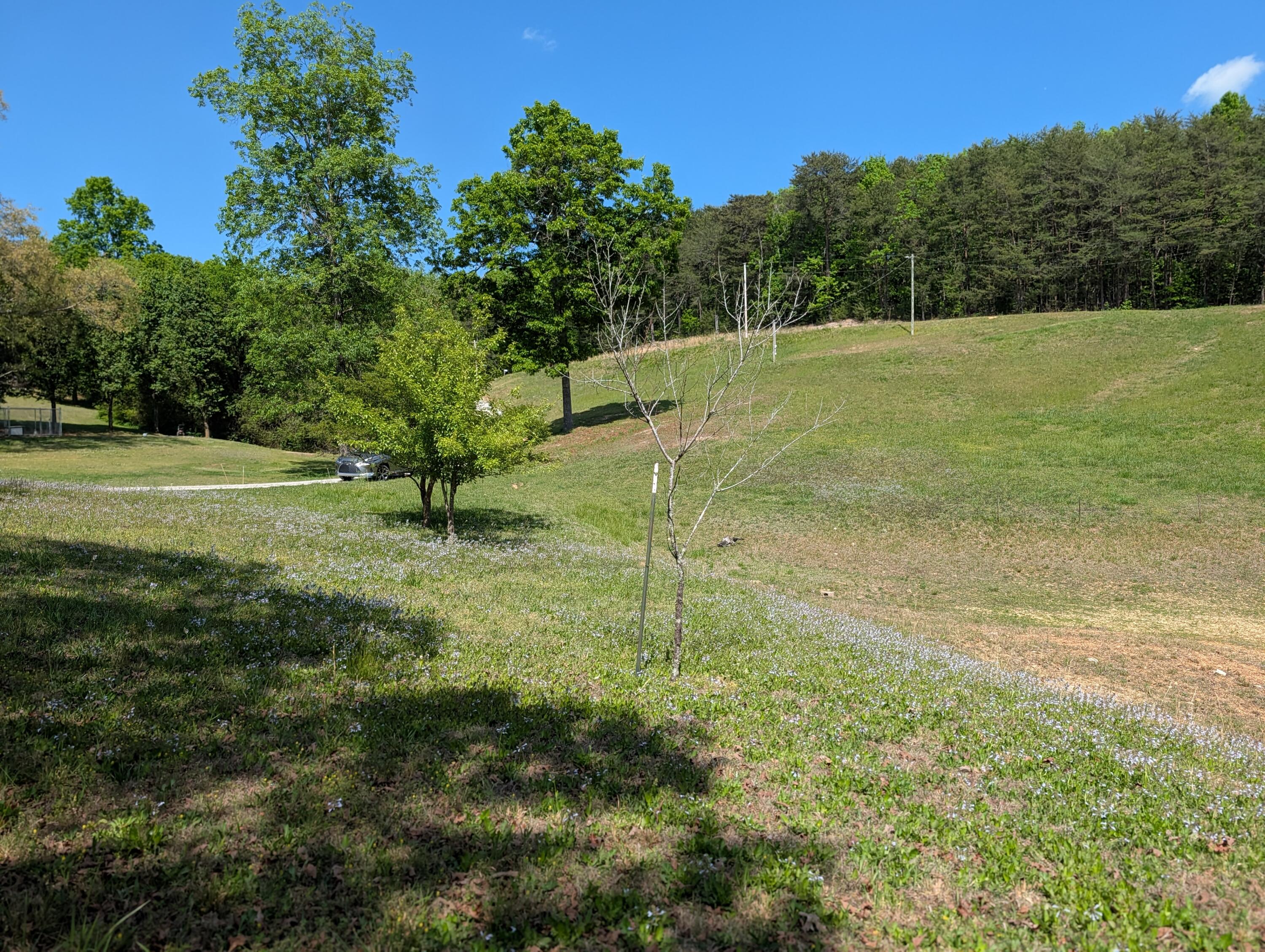135 Garren Hart Lane Spring City, TN 37381 - Photo 4 of 20 PXL_20260417_193753232.PORTRAIT