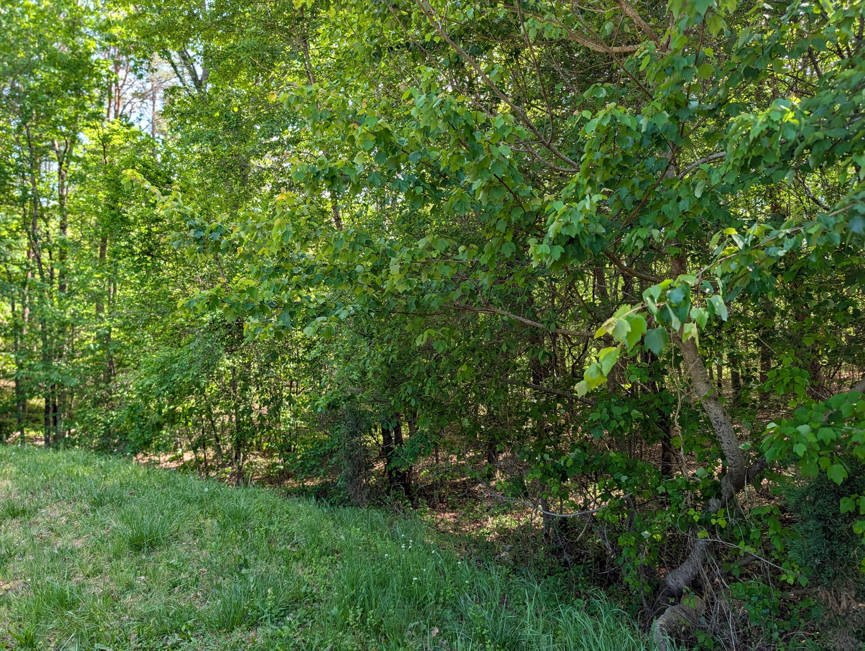 135 Garren Hart Lane Spring City, TN 37381 - Photo 8 of 20 PXL_20260417_193725621.PORTRAIT