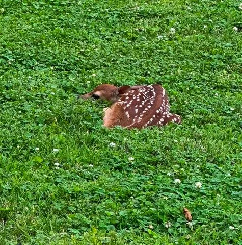 $175,000 | 710 Short Street, Streator, IL 61364