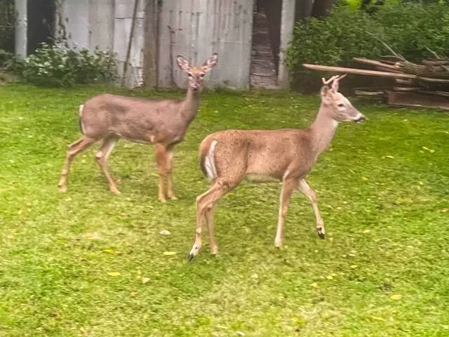 $175,000 | 710 Short Street, Streator, IL 61364