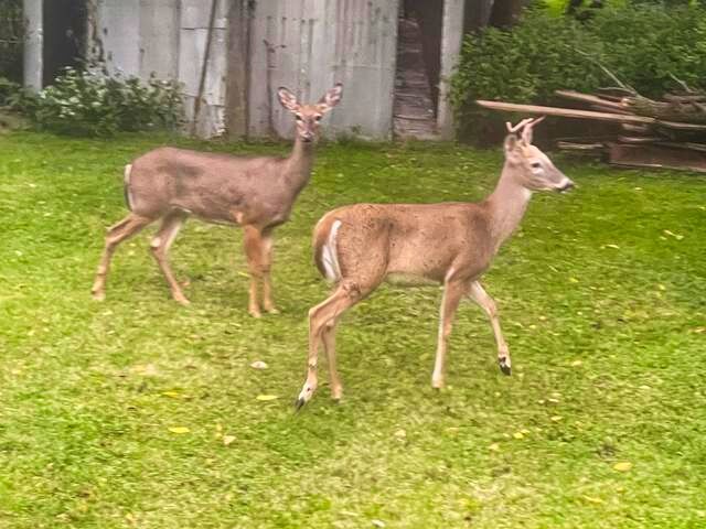 710 Short Street Streator, IL 61364 - Photo 29 of 55 a backyard of a house with table and chairs