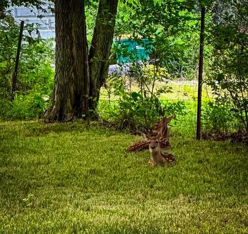710 Short Street Streator, IL 61364 - Photo 31 of 55 a view of a garden with a bench in a garden