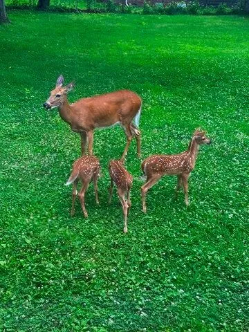 $175,000 | 710 Short Street, Streator, IL 61364