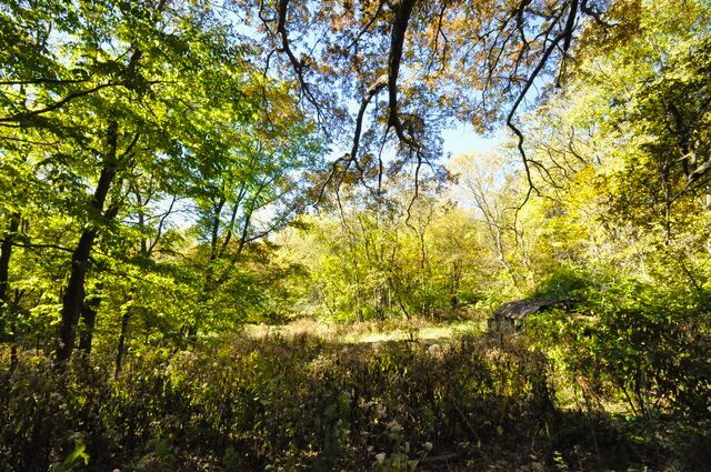 710 Short Street Streator, IL 61364 - Photo 35 of 55 a view of a tree in a yard
