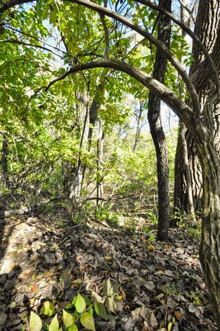 710 Short Street Streator, IL 61364 - Photo 45 of 55 a view of outdoor space with a tree
