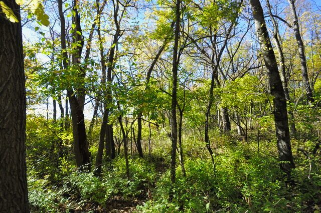 710 Short Street Streator, IL 61364 - Photo 47 of 55 a plant view