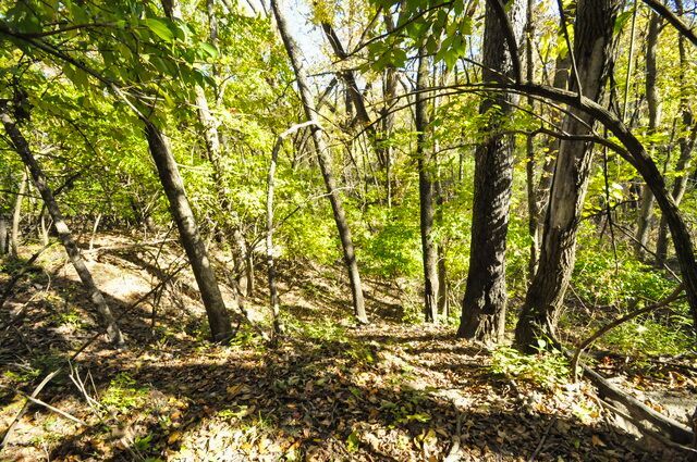 710 Short Street Streator, IL 61364 - Photo 48 of 55 a backyard of a house with a tree