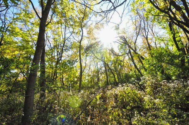 710 Short Street Streator, IL 61364 - Photo 52 of 55 a view of tree