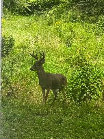 $175,000 | 710 Short Street, Streator, IL 61364