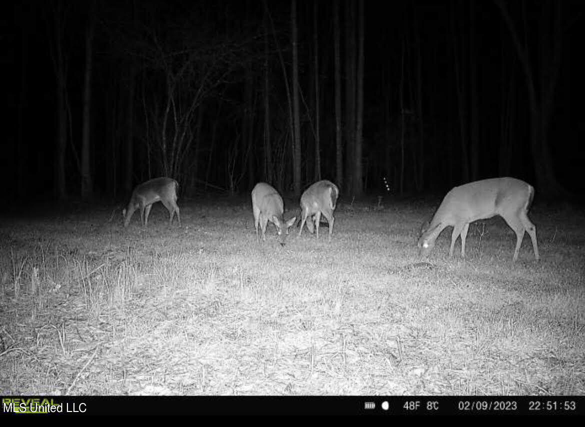 2 Midway Road Wesson, MS 39191 - Photo 3 of 11 39