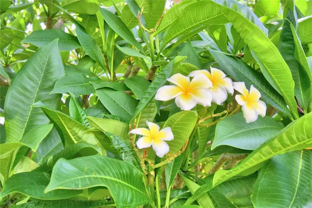 a view of a flower in a garden