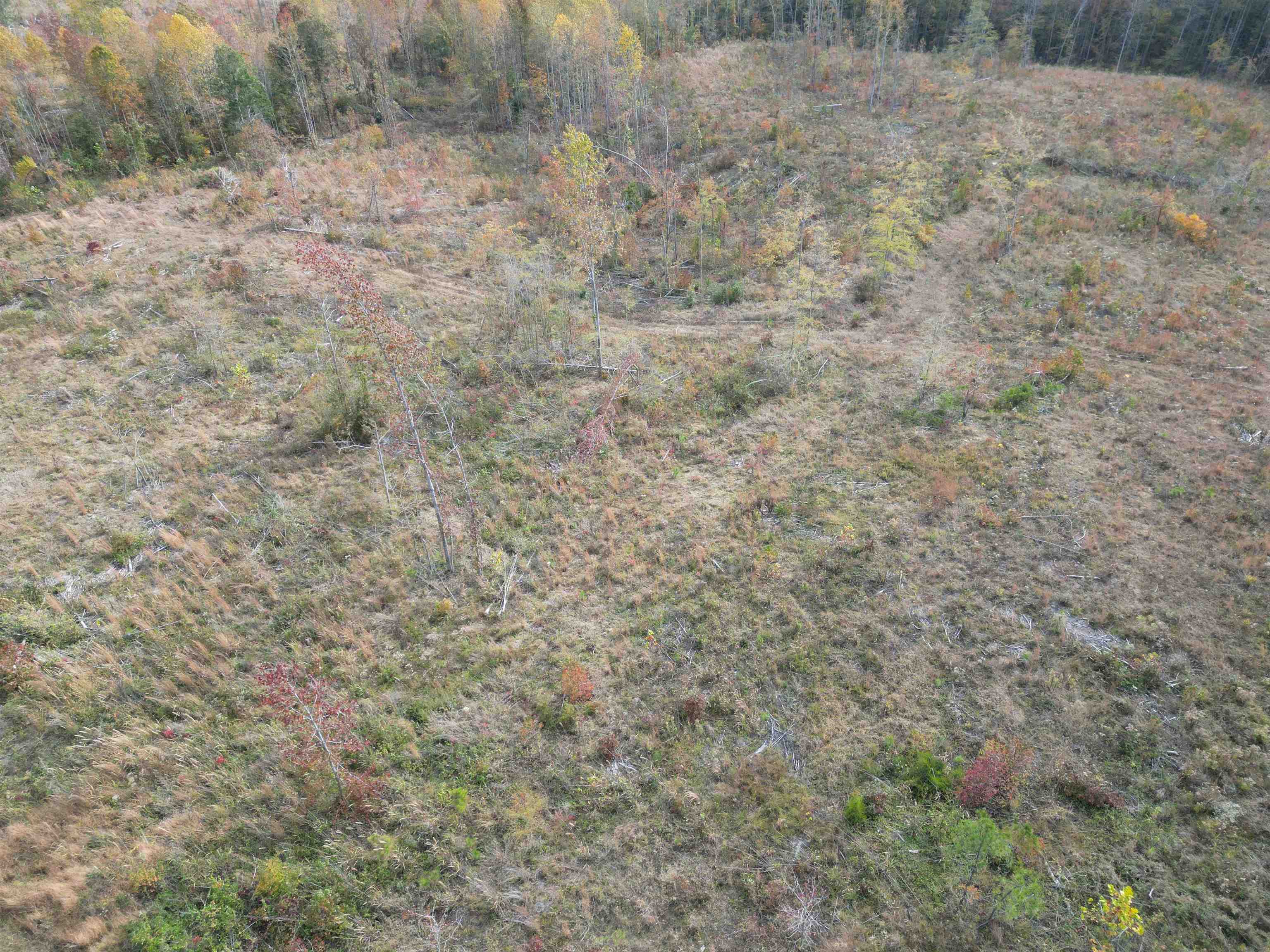 Tract 9 Carnal Road Huntingdon, TN 38344 - Photo 11 of 12 a view of a dry yard with trees