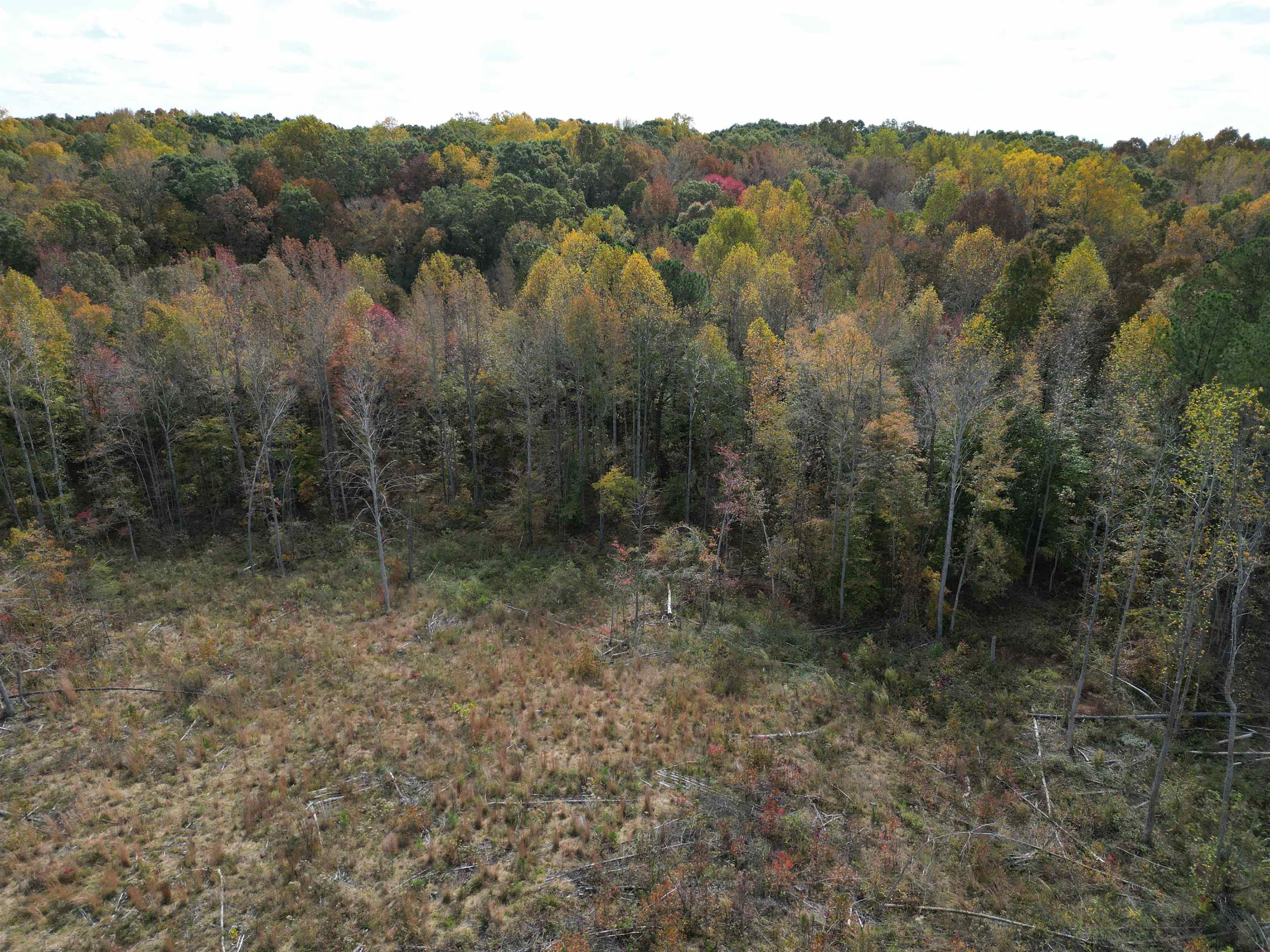Tract 9 Carnal Road Huntingdon, TN 38344 - Photo 3 of 12 a view of a covered with trees in the background