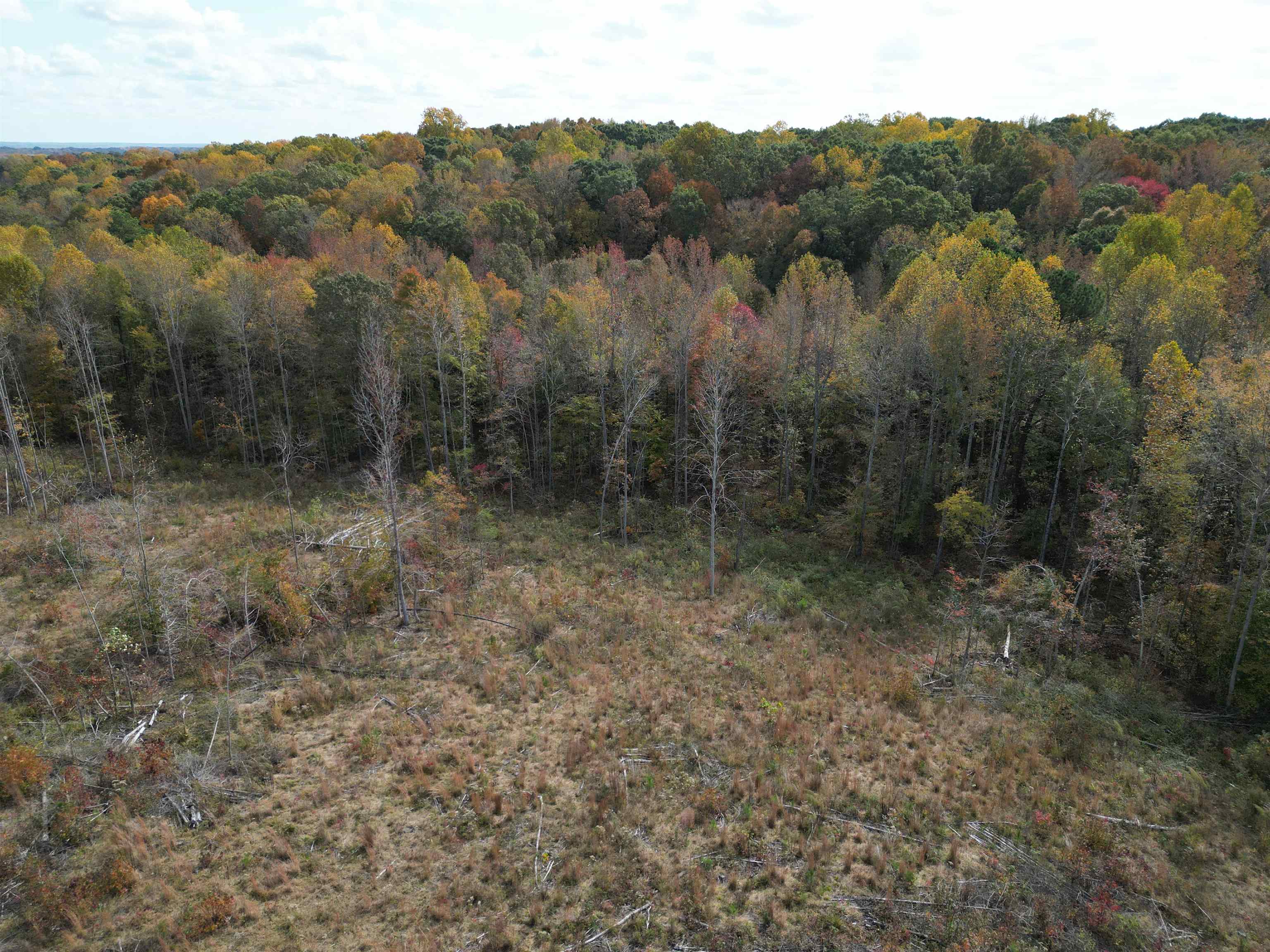 Tract 9 Carnal Road Huntingdon, TN 38344 - Photo 4 of 12 a view of a forest