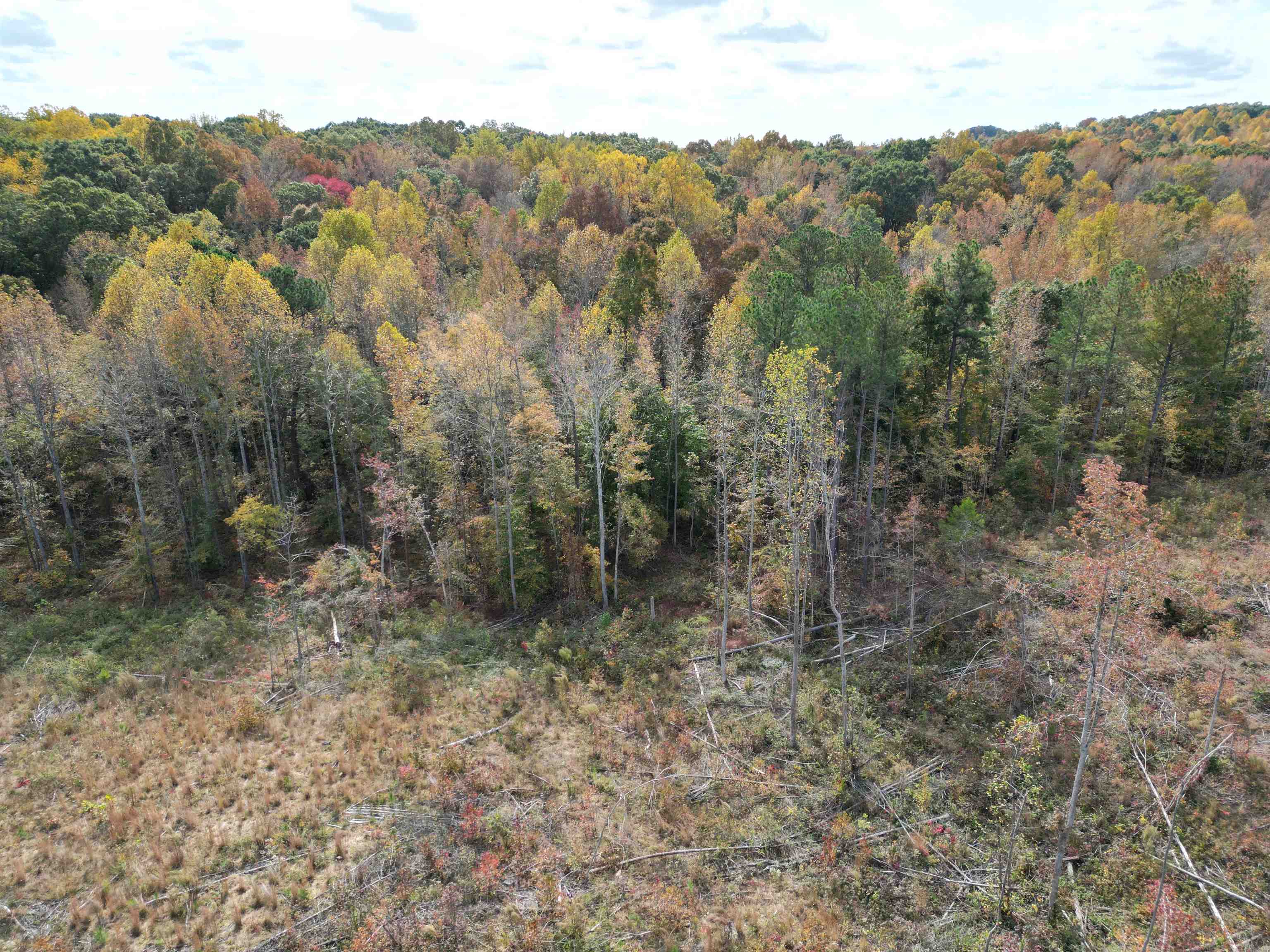 Tract 9 Carnal Road Huntingdon, TN 38344 - Photo 5 of 12 a view of a dry in forest