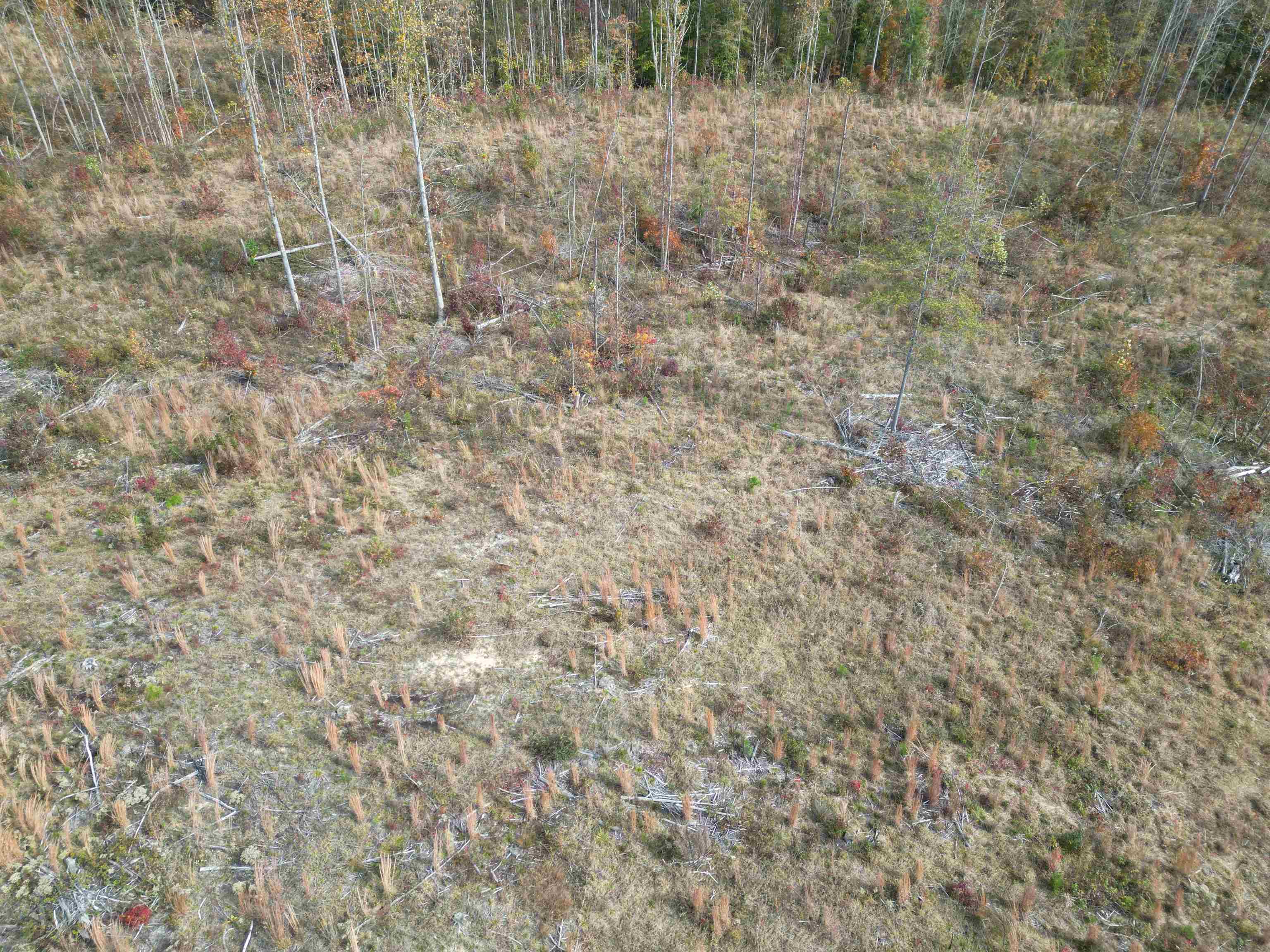 Tract 9 Carnal Road Huntingdon, TN 38344 - Photo 6 of 12 a view of a dry yard with trees