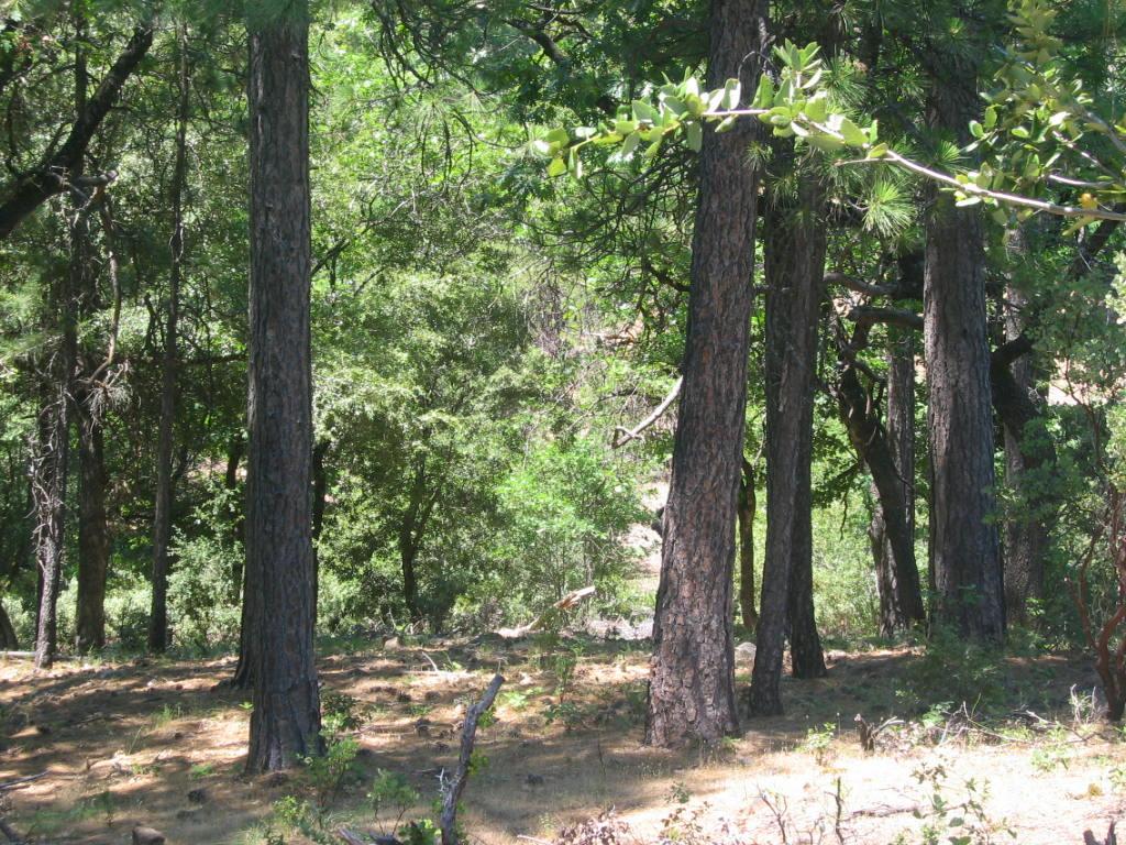5-acres Fern Road East Whitmore, CA 96096 - Photo 6 of 9 front of property