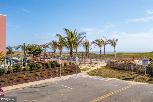 a view of a palm tree with ocean view