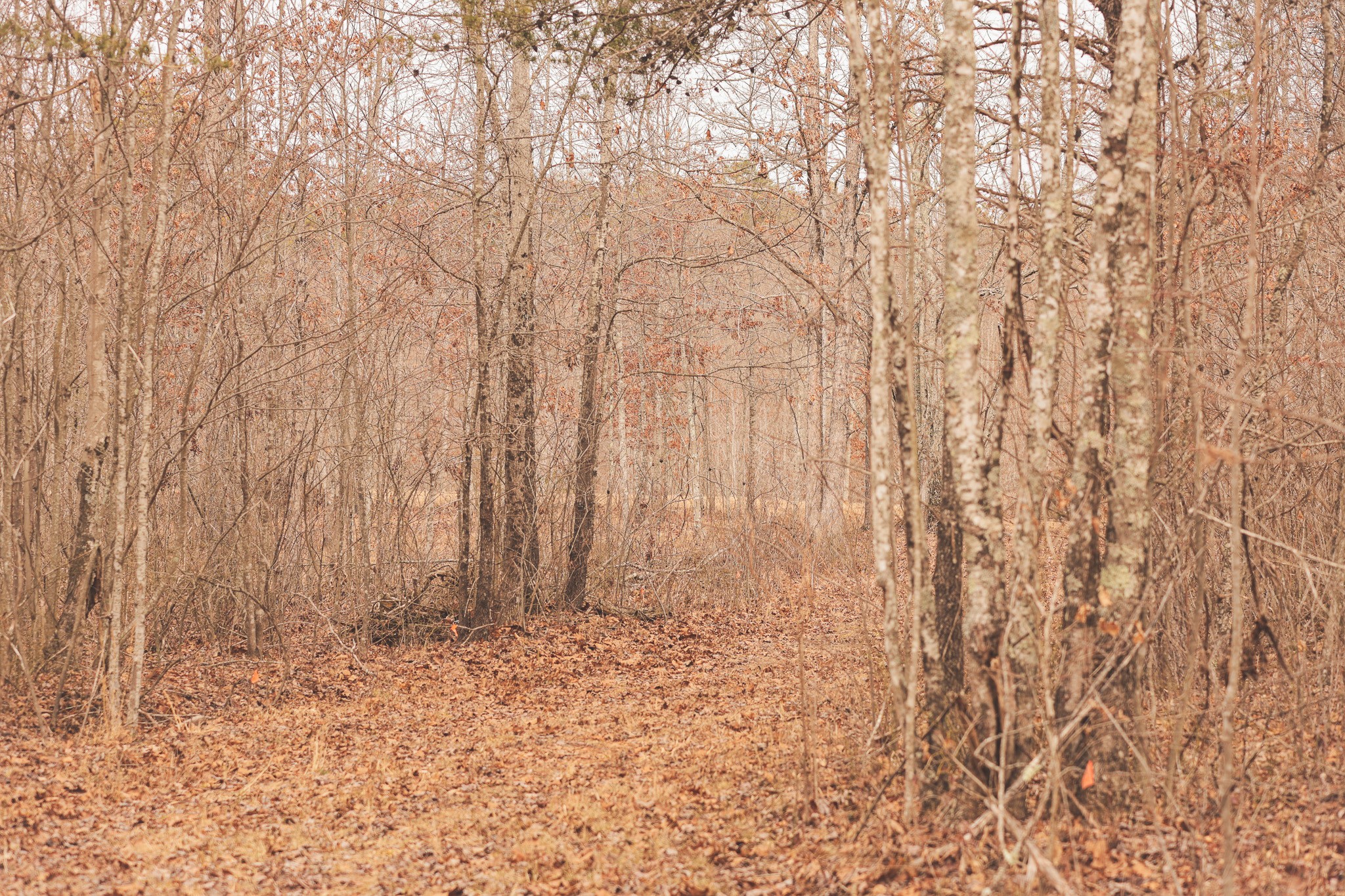 1555 Palmer Firetower Road Whitwell, TN 37397 - Photo 12 of 66