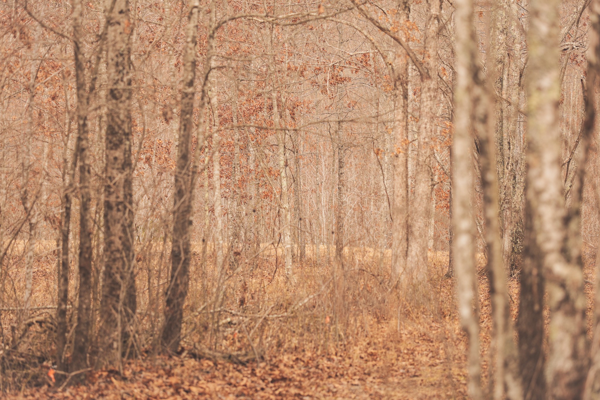 1555 Palmer Firetower Road Whitwell, TN 37397 - Photo 13 of 66