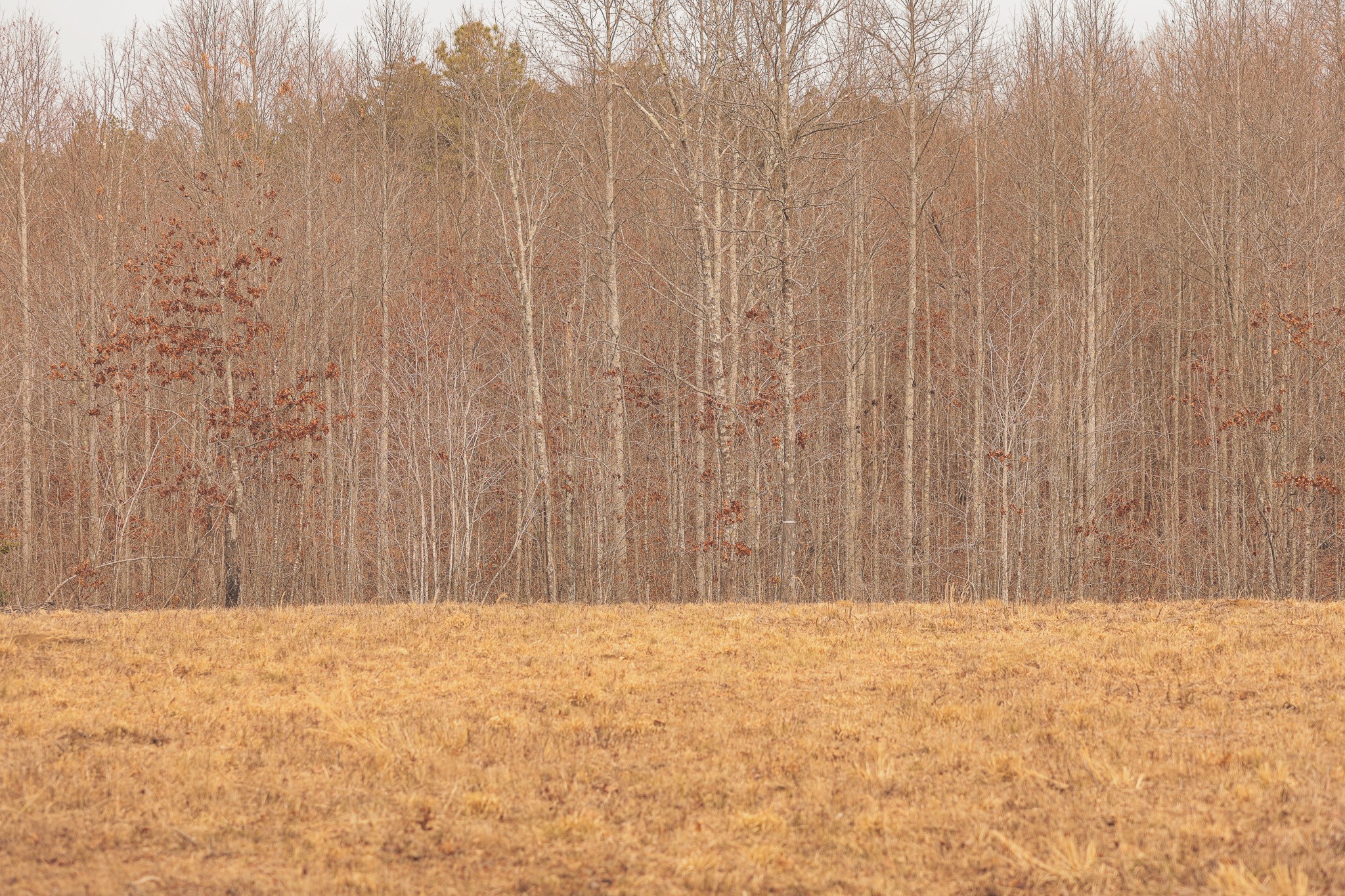 1555 Palmer Firetower Road Whitwell, TN 37397 - Photo 14 of 66