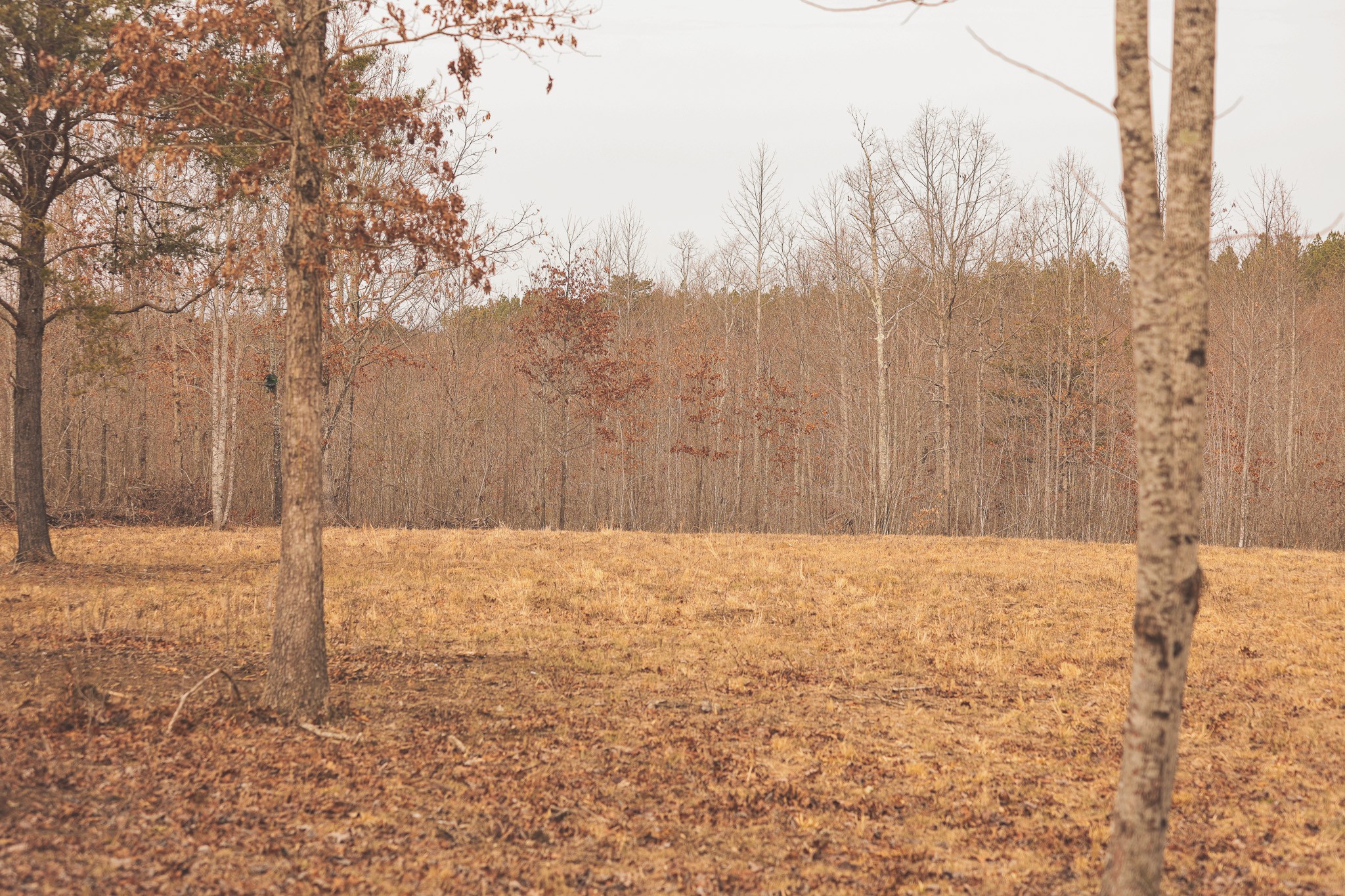 1555 Palmer Firetower Road Whitwell, TN 37397 - Photo 15 of 66