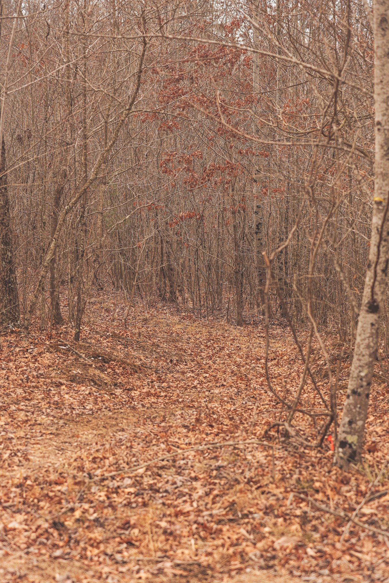 1555 Palmer Firetower Road Whitwell, TN 37397 - Photo 16 of 66