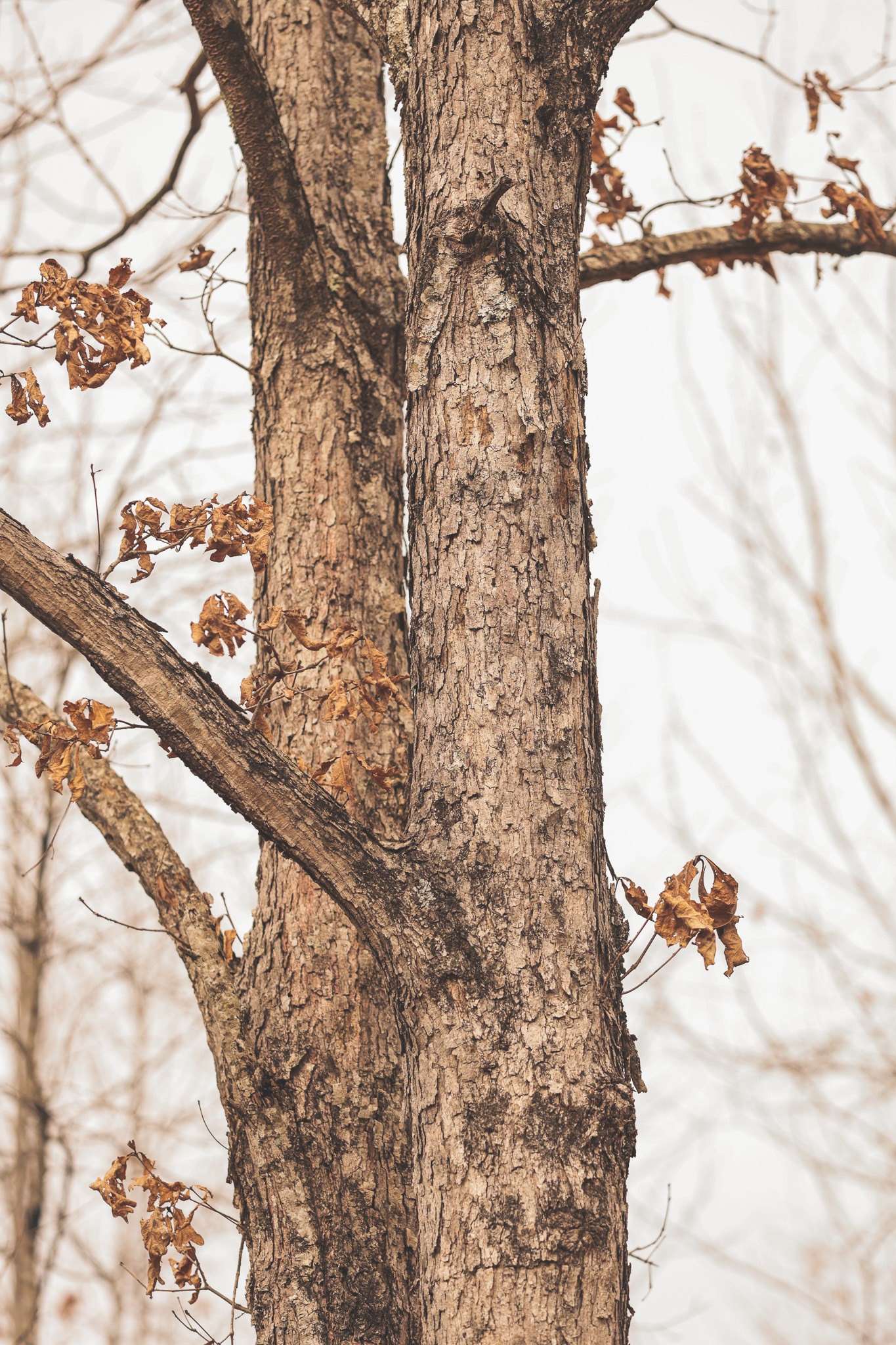 1555 Palmer Firetower Road Whitwell, TN 37397 - Photo 17 of 66