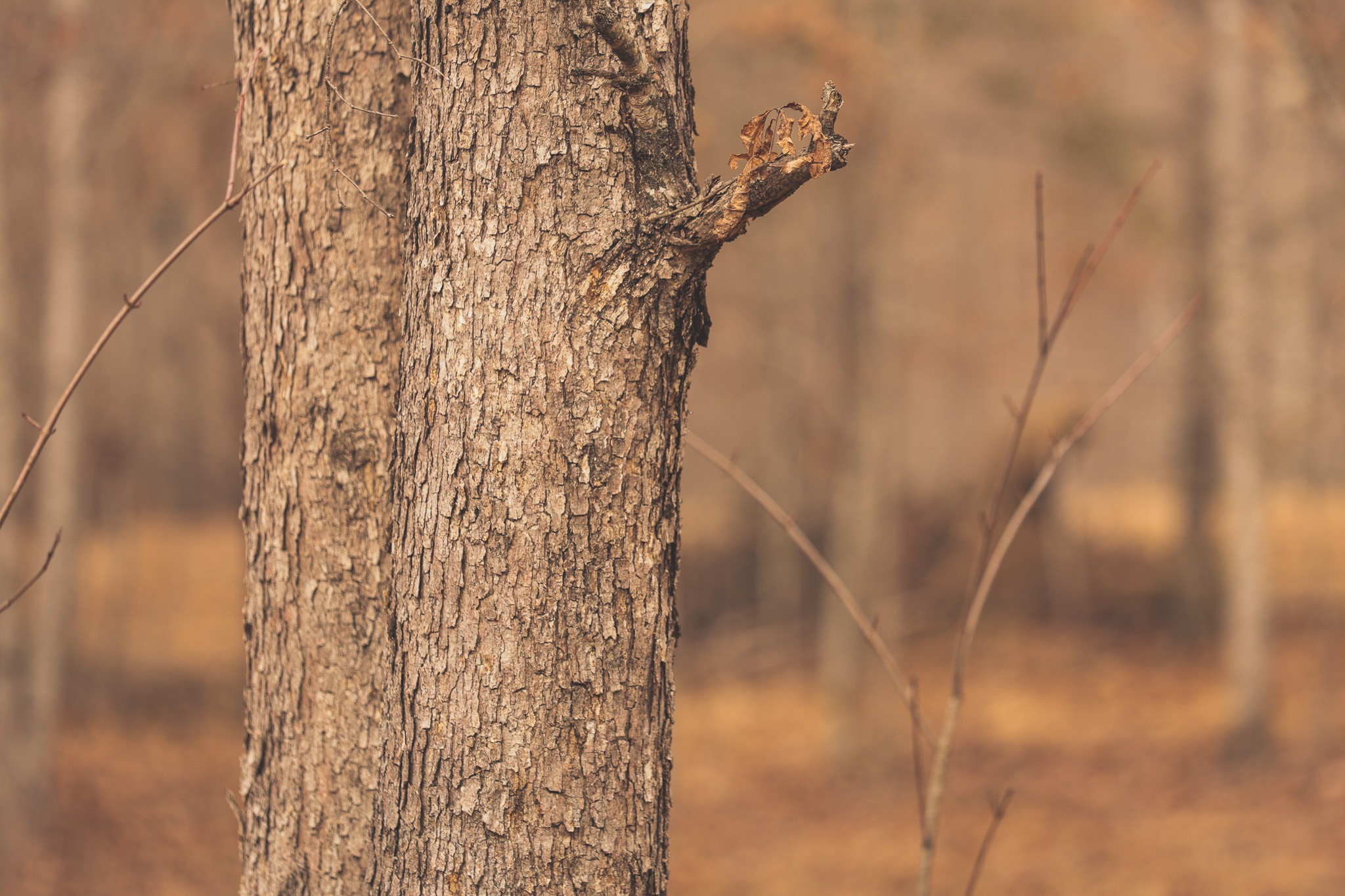 1555 Palmer Firetower Road Whitwell, TN 37397 - Photo 18 of 66