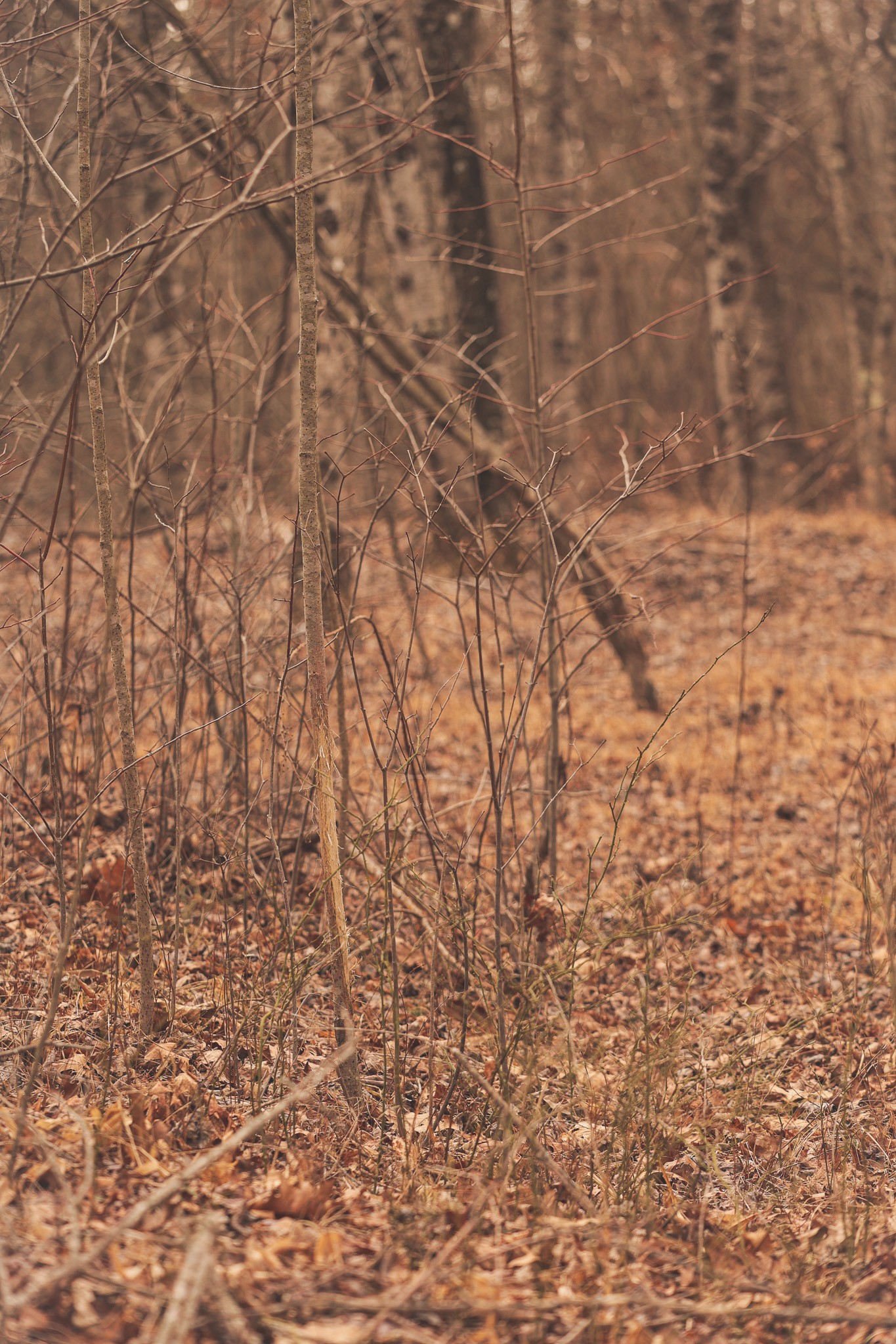 1555 Palmer Firetower Road Whitwell, TN 37397 - Photo 19 of 66