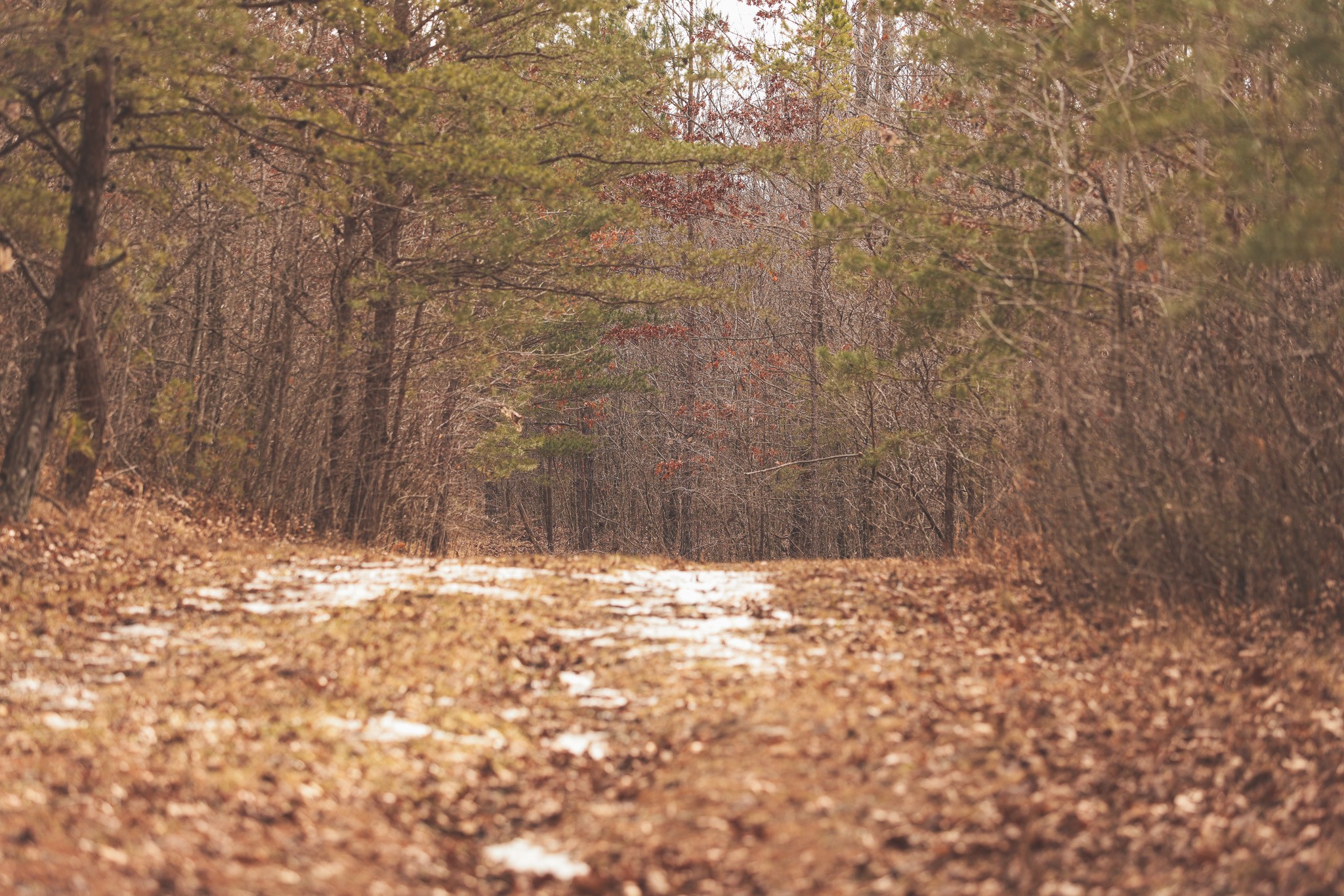 1555 Palmer Firetower Road Whitwell, TN 37397 - Photo 25 of 66