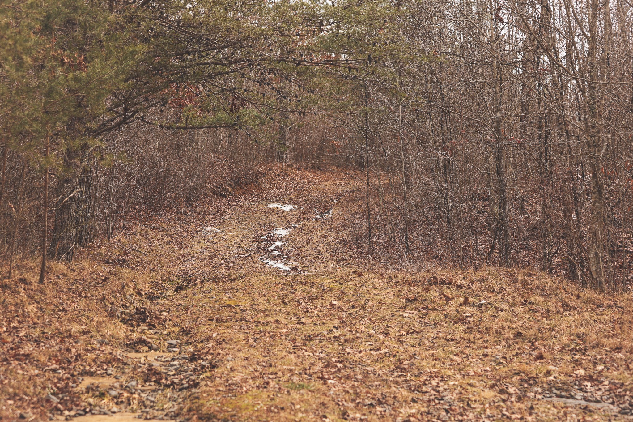 1555 Palmer Firetower Road Whitwell, TN 37397 - Photo 27 of 66