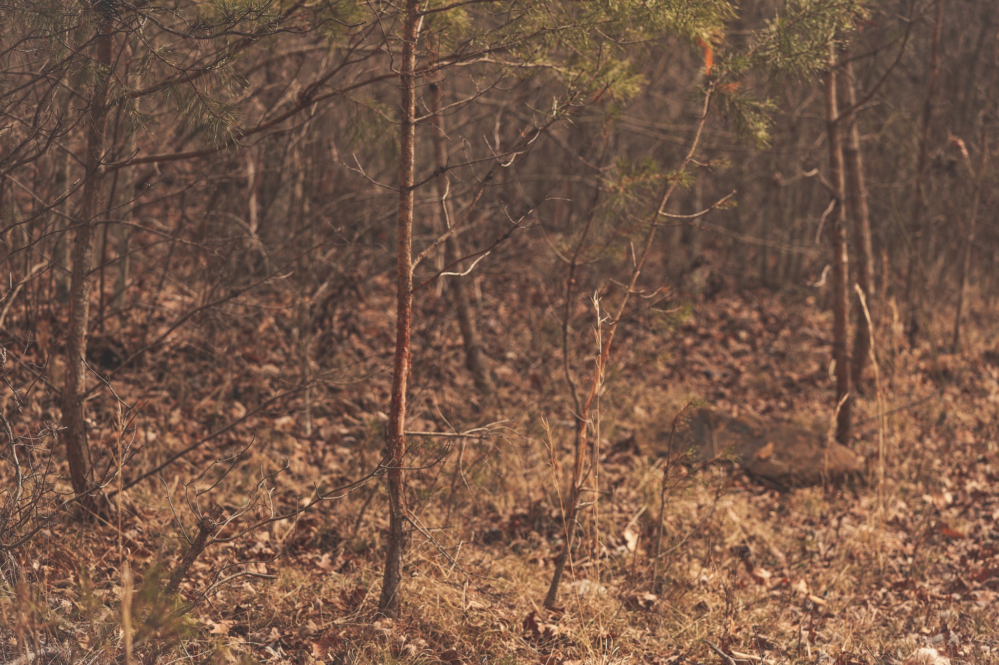 1555 Palmer Firetower Road Whitwell, TN 37397 - Photo 28 of 66