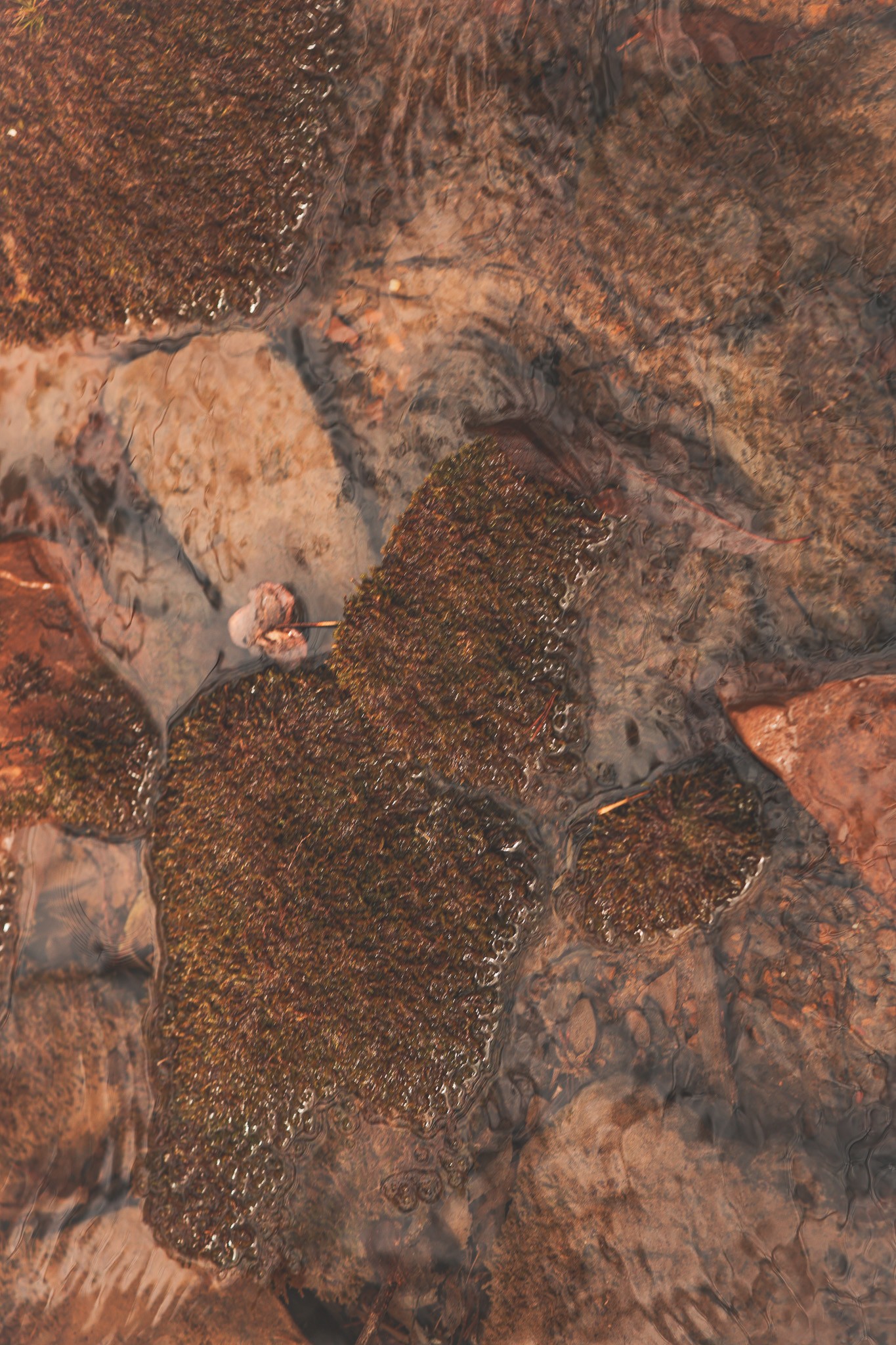 1555 Palmer Firetower Road Whitwell, TN 37397 - Photo 30 of 66