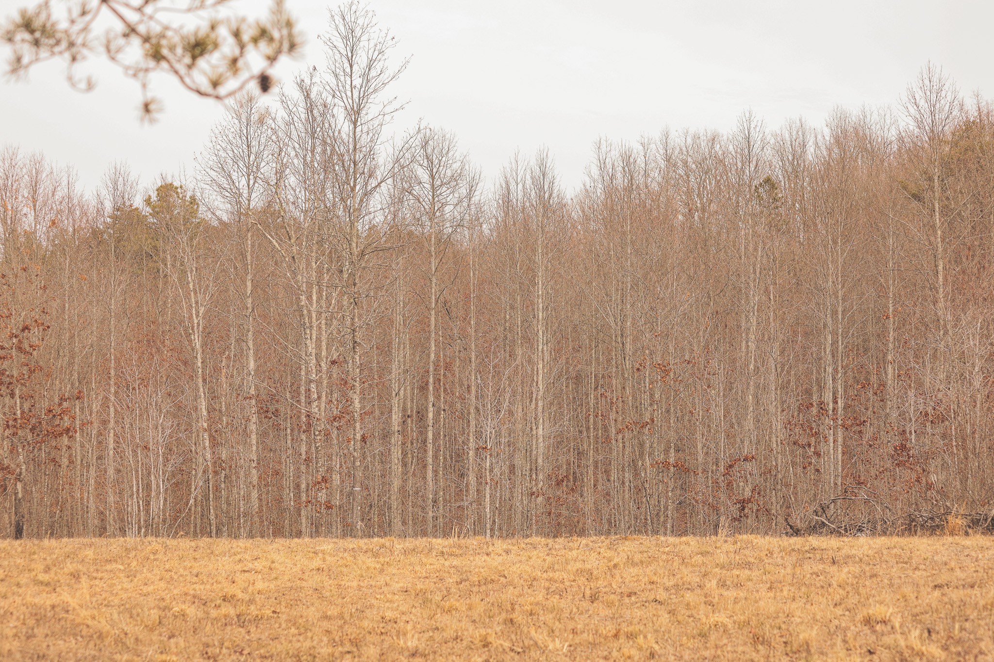 1555 Palmer Firetower Road Whitwell, TN 37397 - Photo 3 of 66