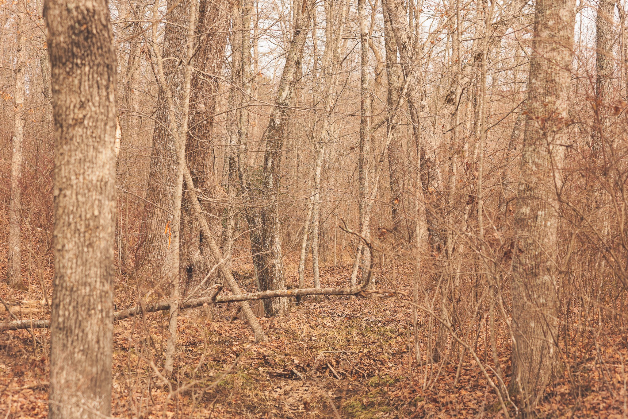 1555 Palmer Firetower Road Whitwell, TN 37397 - Photo 31 of 66