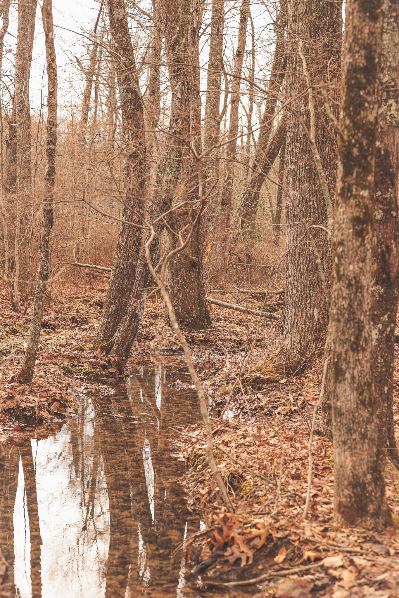 1555 Palmer Firetower Road Whitwell, TN 37397 - Photo 32 of 66