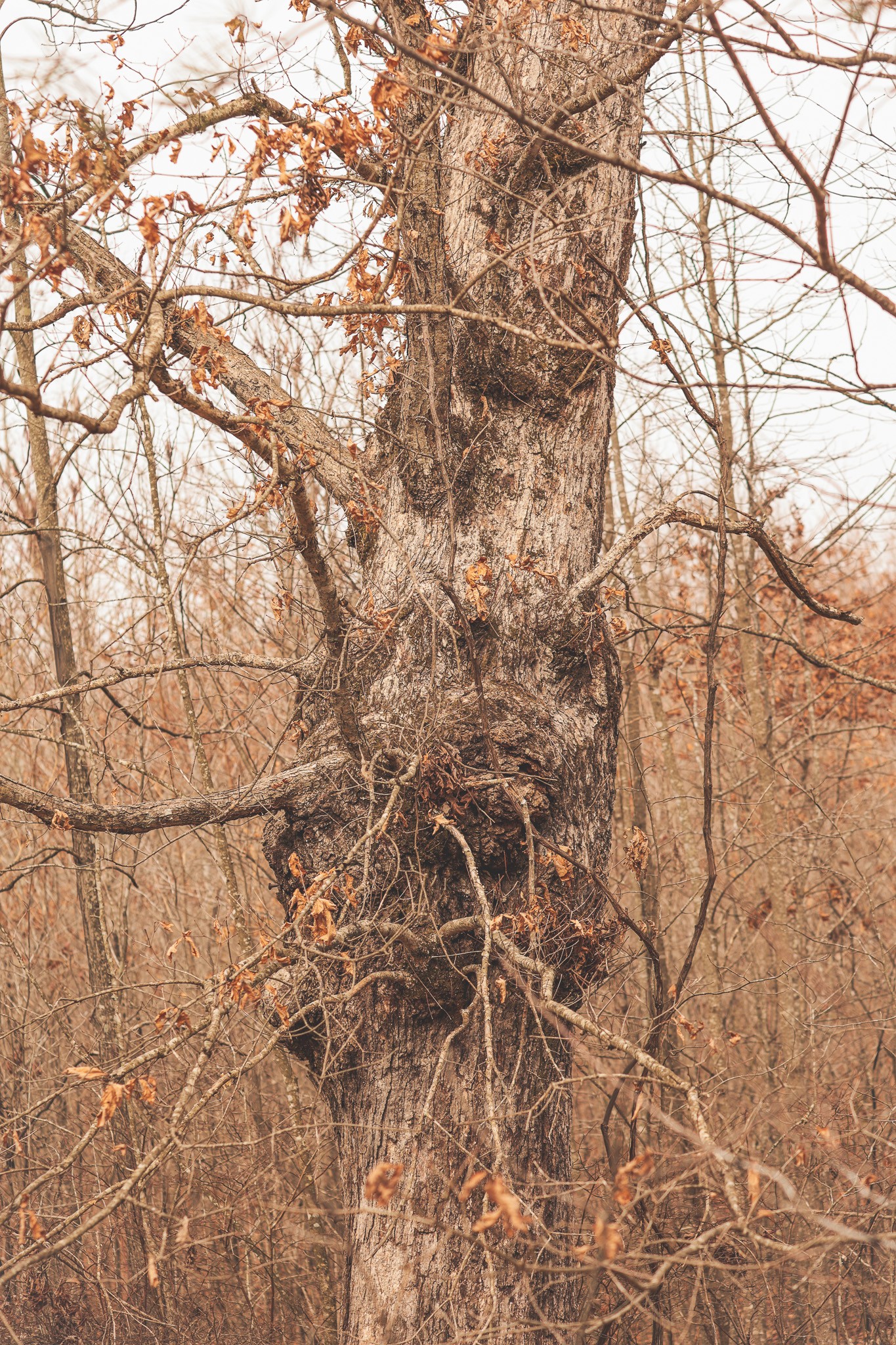 1555 Palmer Firetower Road Whitwell, TN 37397 - Photo 36 of 66