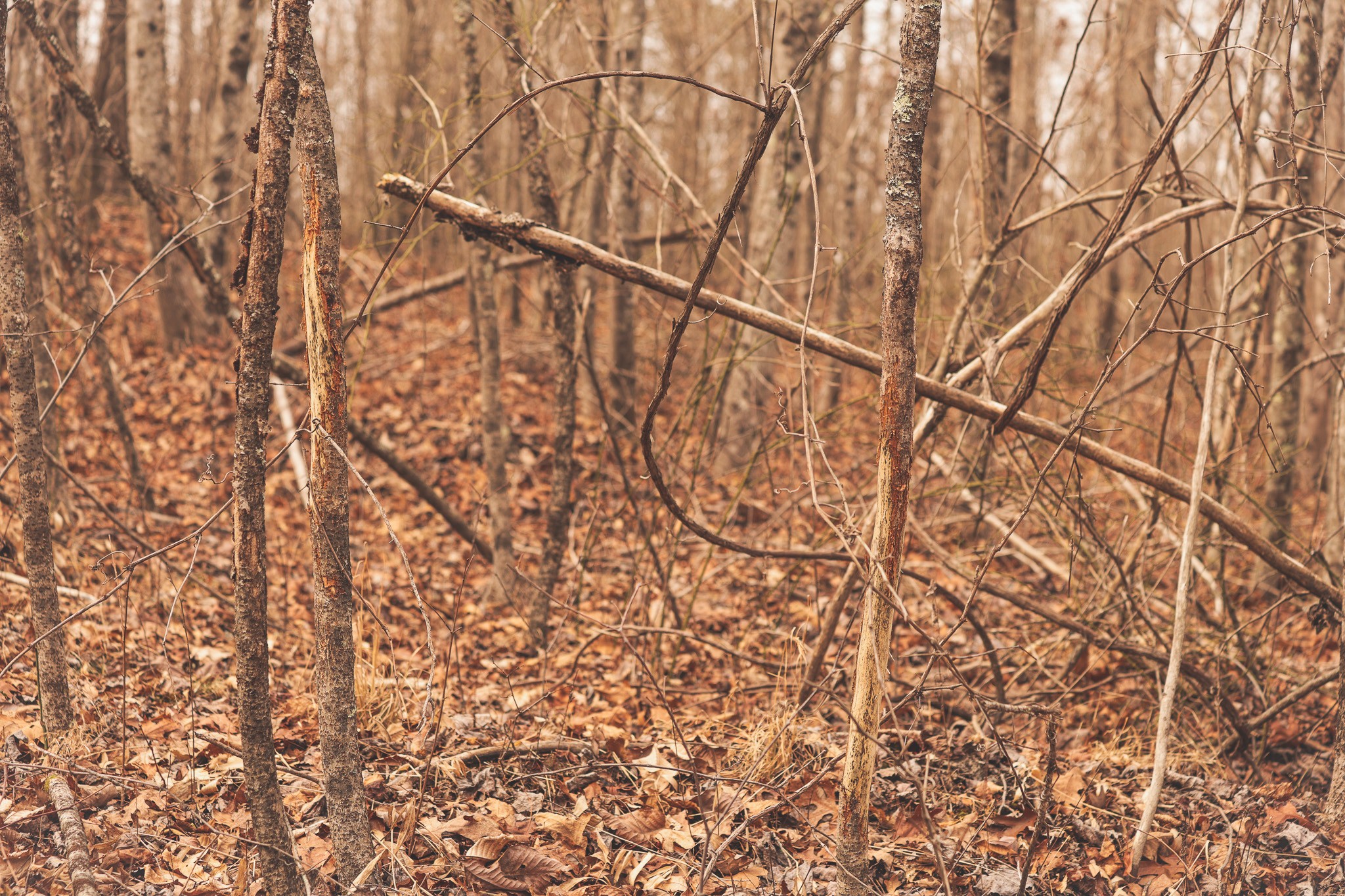 1555 Palmer Firetower Road Whitwell, TN 37397 - Photo 40 of 66