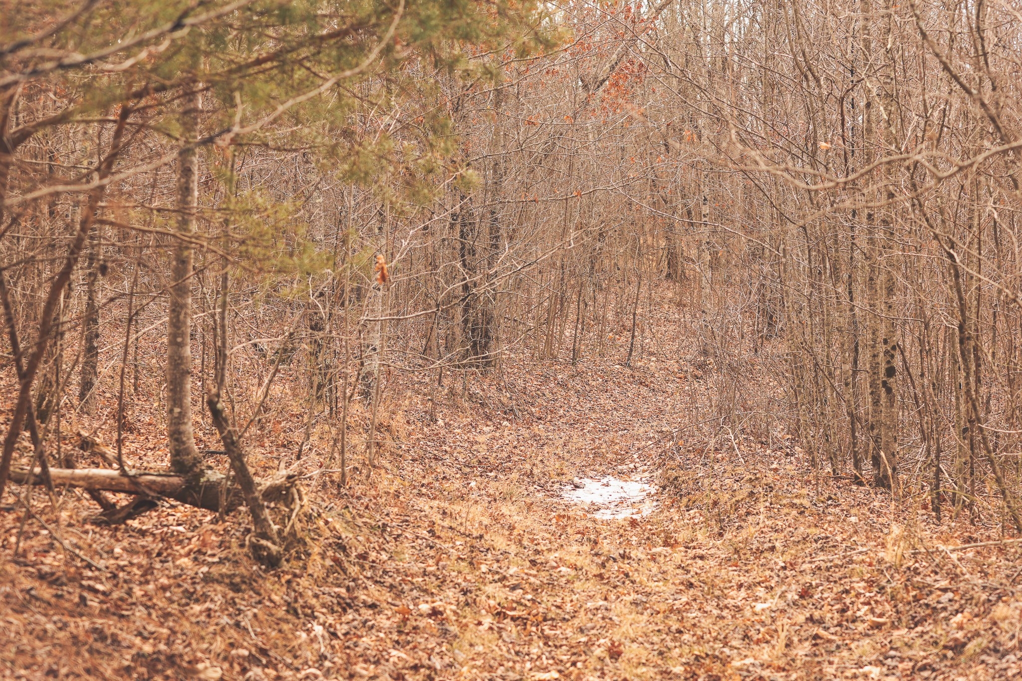 1555 Palmer Firetower Road Whitwell, TN 37397 - Photo 41 of 66