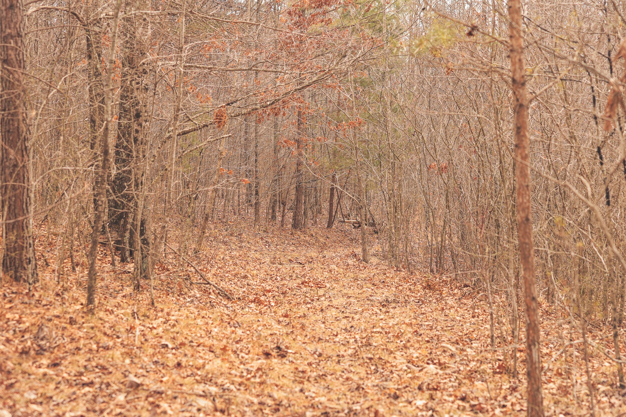 1555 Palmer Firetower Road Whitwell, TN 37397 - Photo 42 of 66