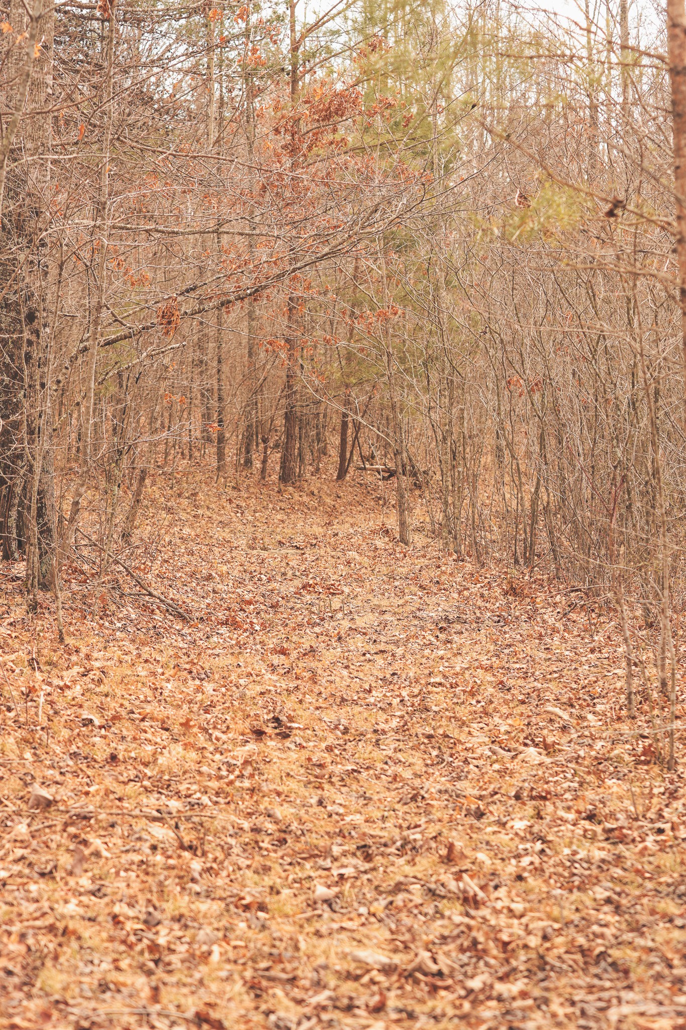 1555 Palmer Firetower Road Whitwell, TN 37397 - Photo 43 of 66