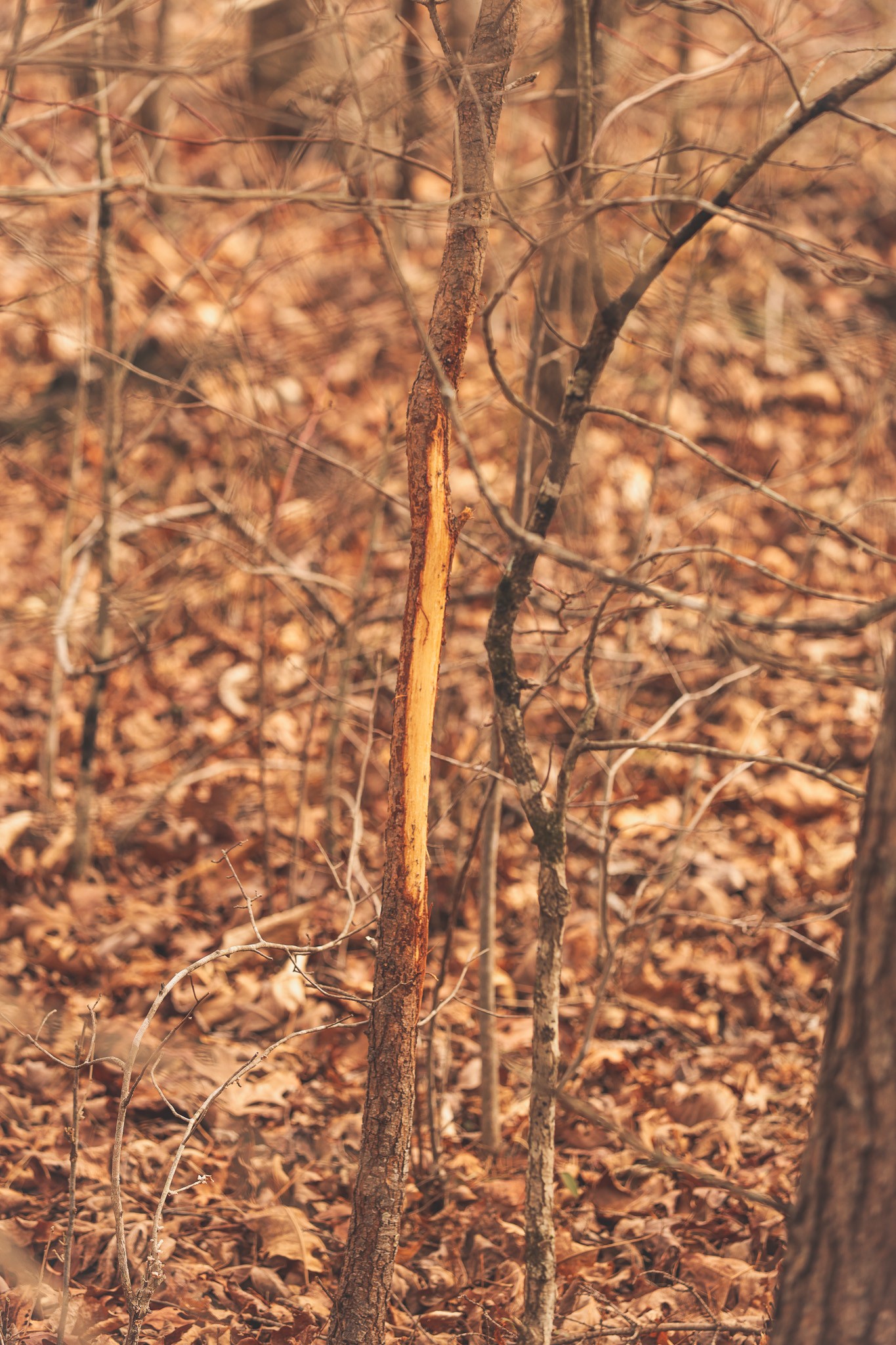 1555 Palmer Firetower Road Whitwell, TN 37397 - Photo 44 of 66