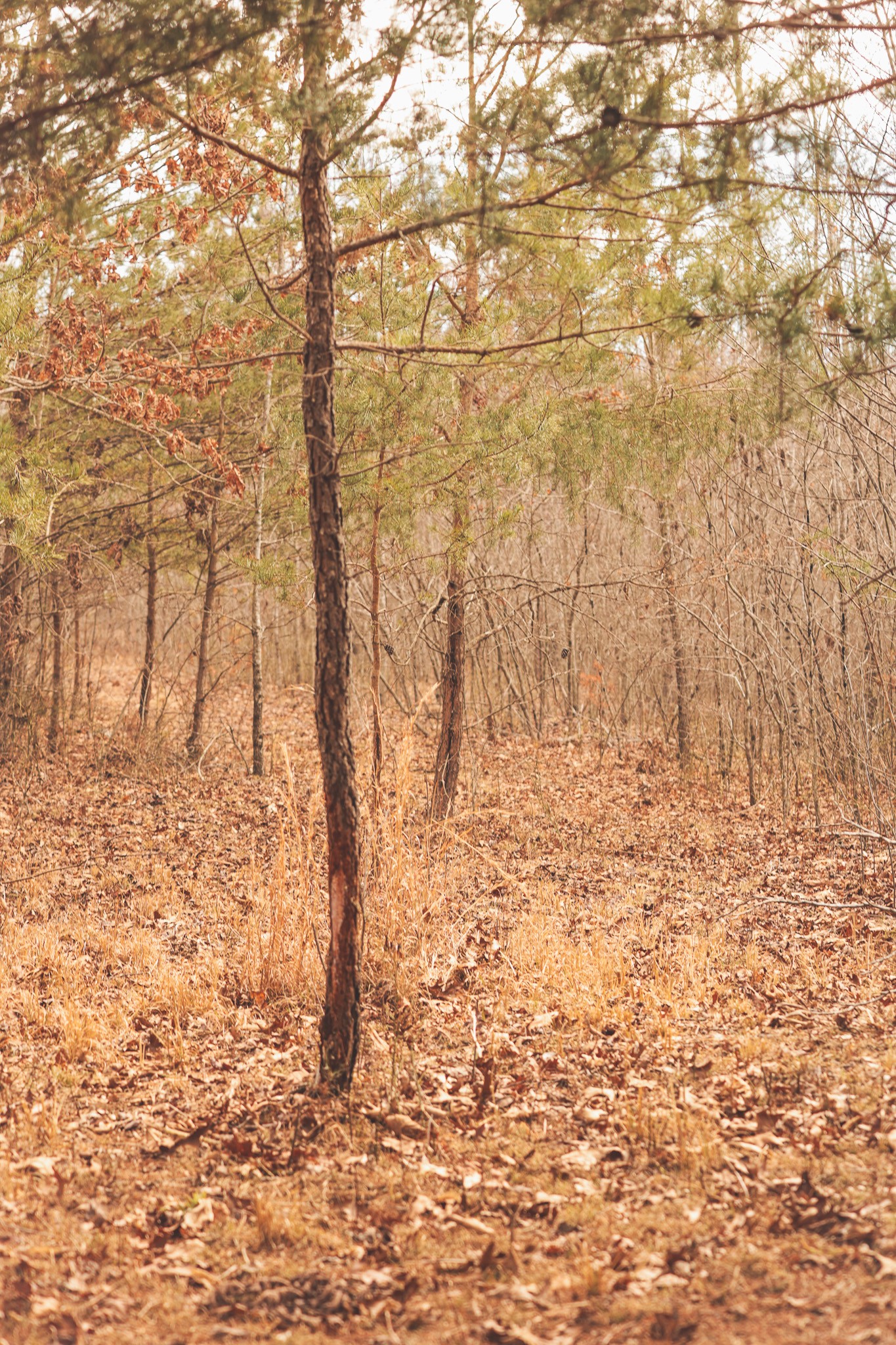 1555 Palmer Firetower Road Whitwell, TN 37397 - Photo 45 of 66