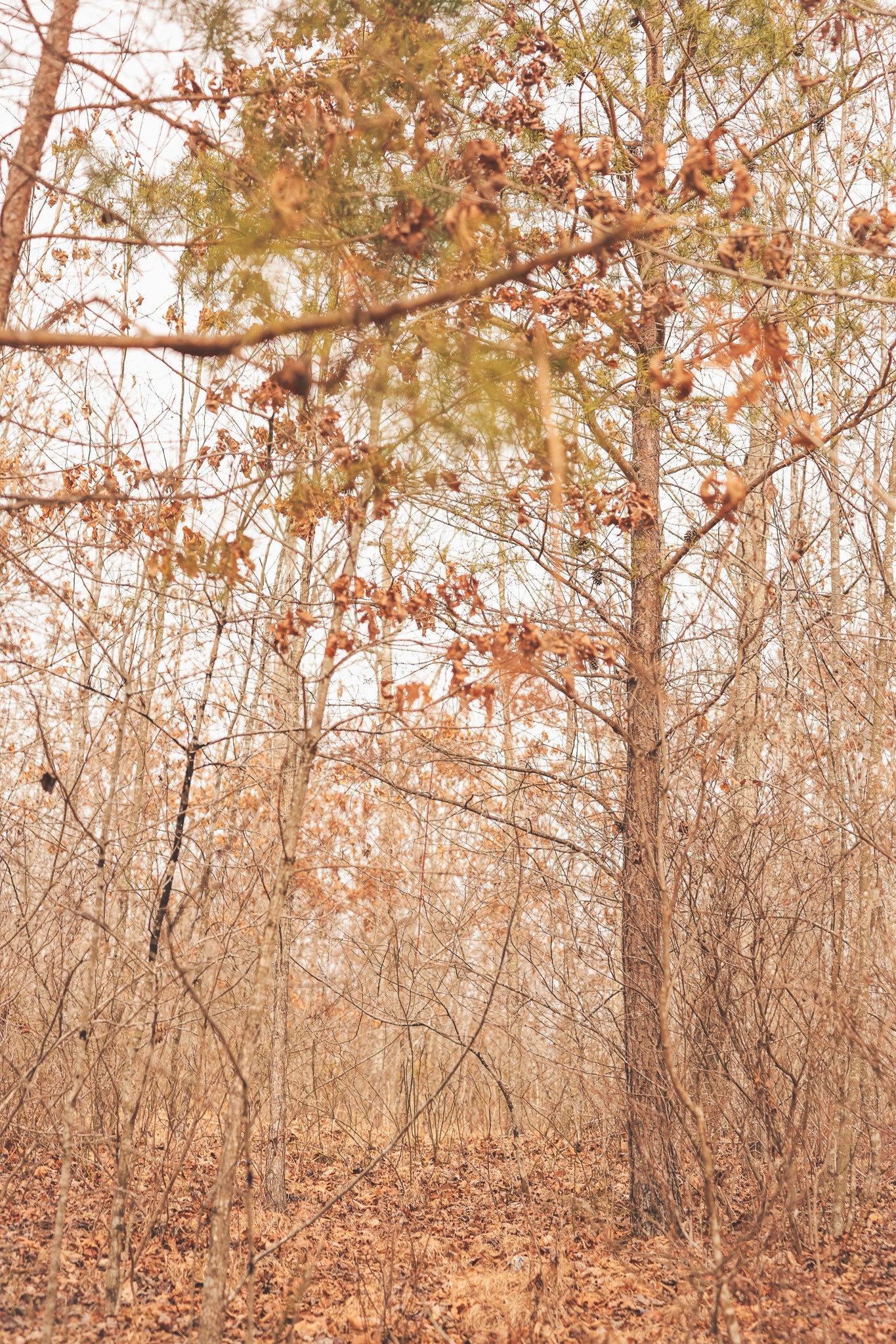 1555 Palmer Firetower Road Whitwell, TN 37397 - Photo 46 of 66